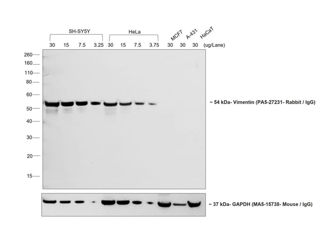 Goat anti-Rabbit IgG (H+L) Highly Cross-Adsorbed Secondary Antibody, HRP