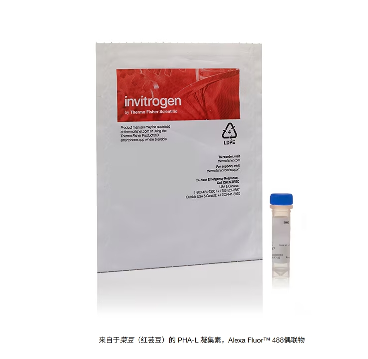 来自于菜豆（红芸豆）的 PHA-L 凝集素，Alexa Fluor™ 488偶联物