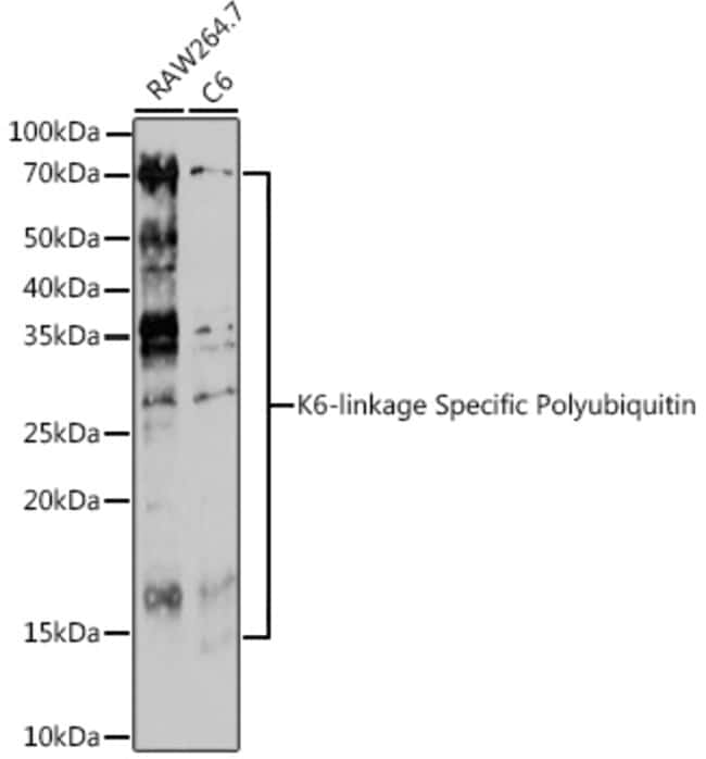 Ub-K6 Polyclonal Antibody