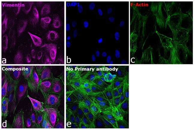Goat anti-Mouse IgG (H+L) Cross-Adsorbed Secondary Antibody, Alexa Fluor 750