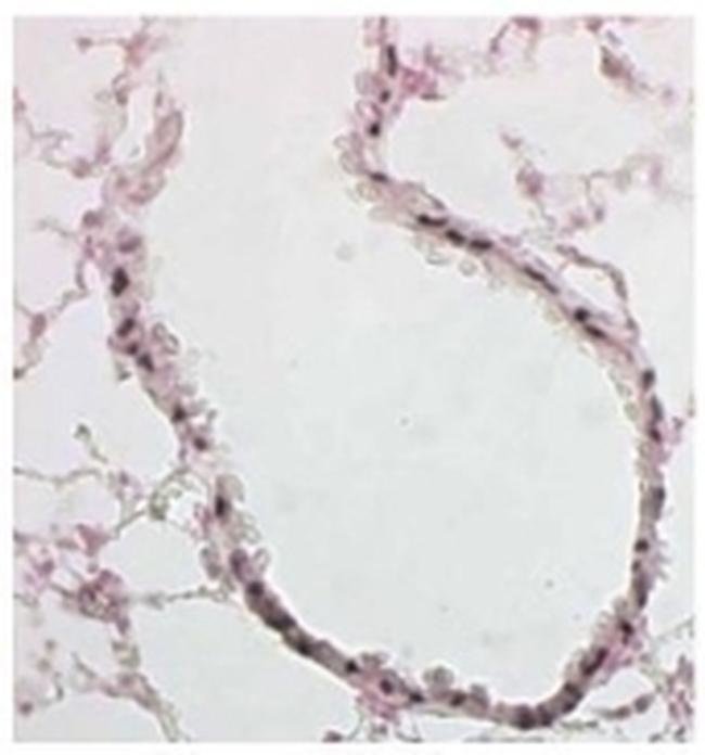FOXJ1 Monoclonal Antibody (2A5), eBioscience