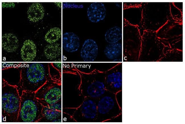 SOX9 Recombinant Rabbit Monoclonal Antibody (7H13L8)