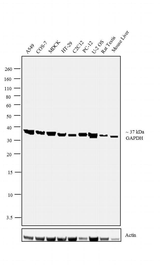 GAPDH Polyclonal Antibody