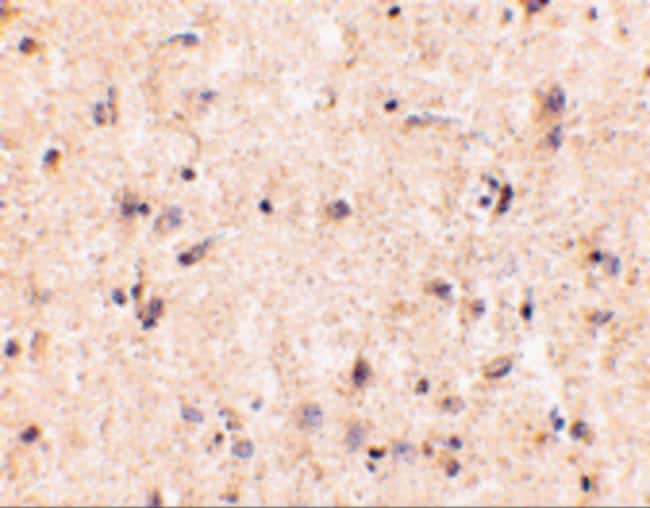 IRGM Polyclonal Antibody