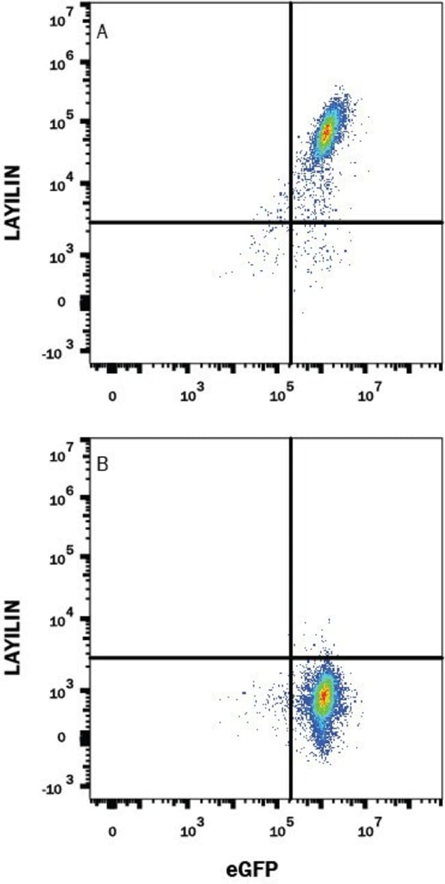 Layilin Monoclonal Antibody (328024)