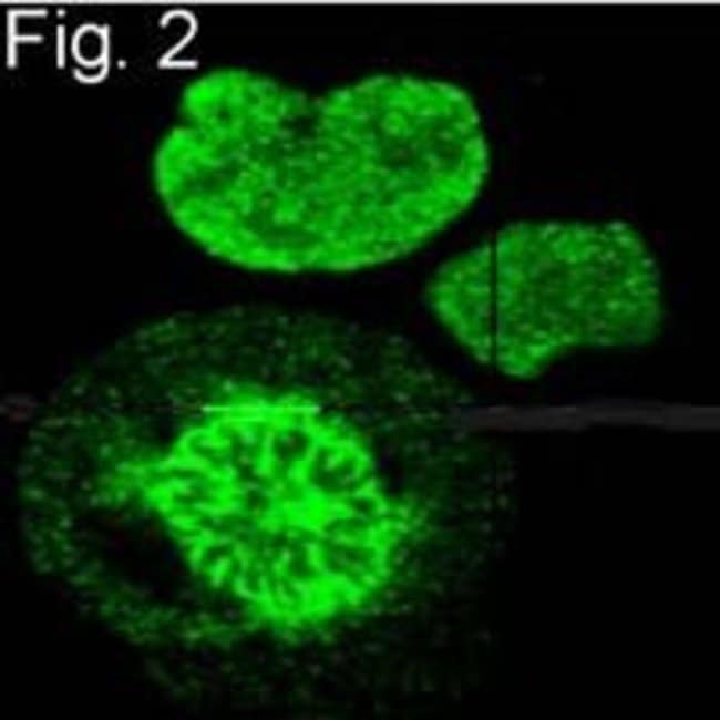 S-peptide Epitope Tag Monoclonal Antibody (6.2)