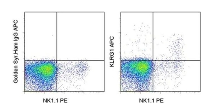 KLRG1 Monoclonal Antibody (2F1), APC, eBioscience™