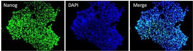 Nanog Monoclonal Antibody (23D2-3C6)