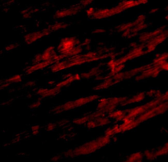 UNC93B1 Polyclonal Antibody