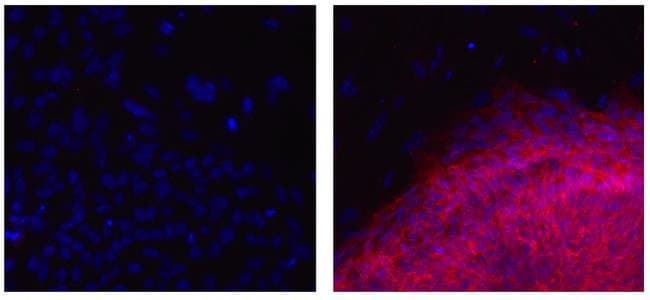 Mouse IgG2a kappa Isotype Control (eBM2a), eBioscience