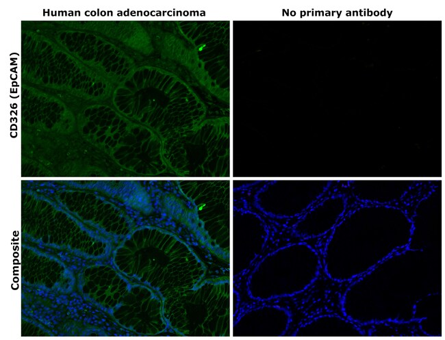 CD326 (EpCAM) Monoclonal Antibody (1B7), Alexa Fluor 488, eBioscience