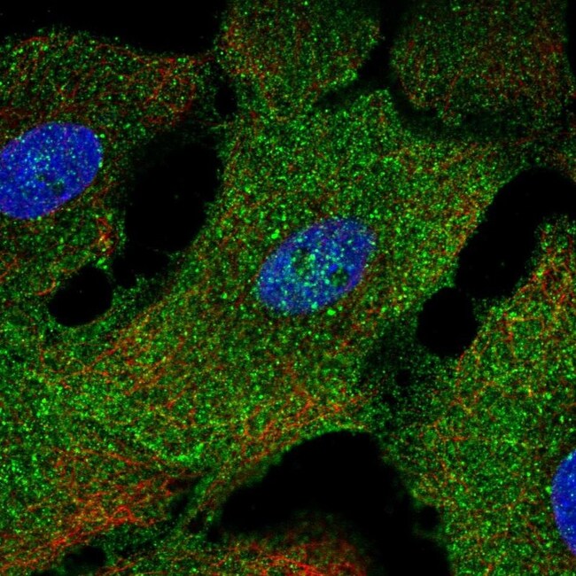 NAP1L2 Polyclonal Antibody