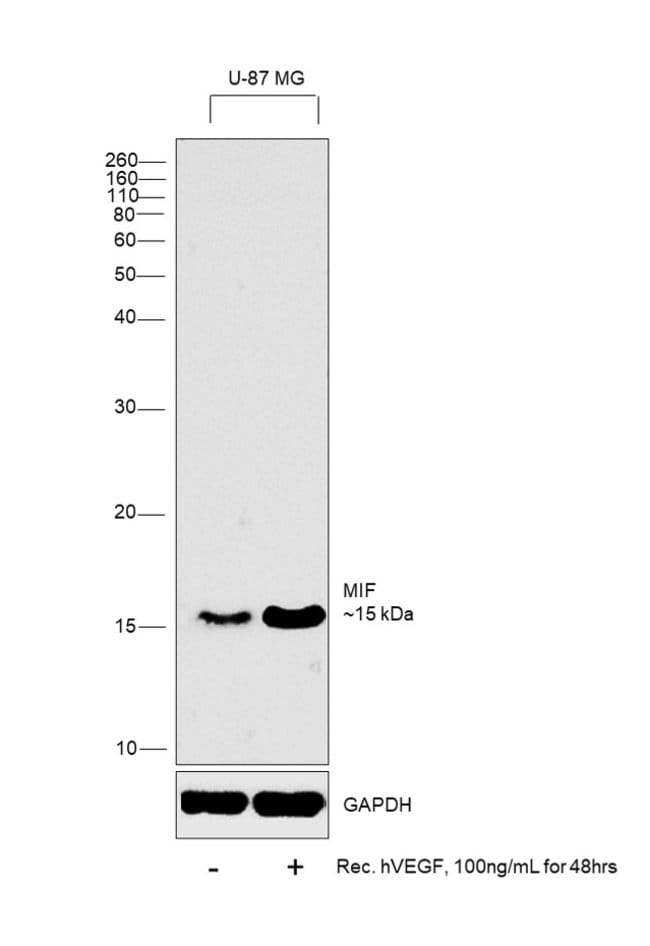 Human VEGF-165 Recombinant Protein