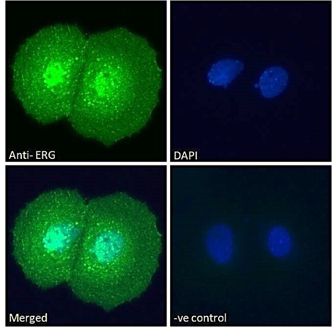 ERG Polyclonal Antibody