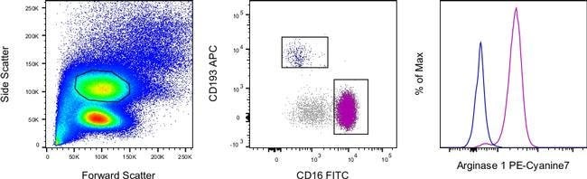 Arginase 1 Monoclonal Antibody (A1exF5), PE-Cyanine7, eBioscience