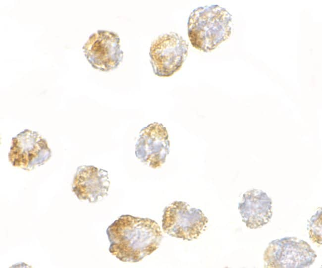 FGF4 Polyclonal Antibody