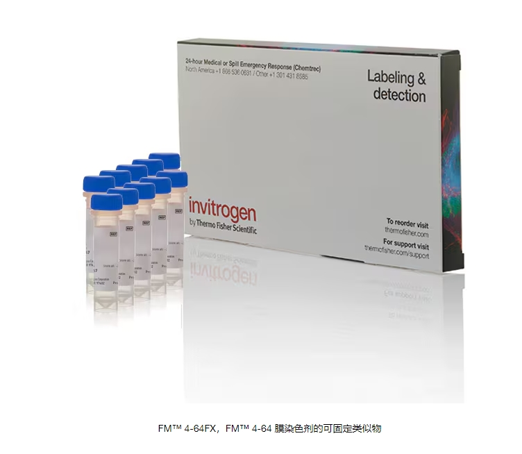 FM™ 4-64FX，FM™ 4-64 膜染色剂的可固定类似物