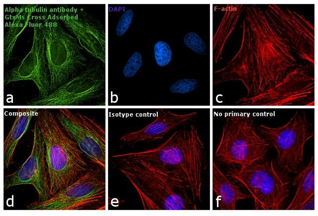 Goat anti-Mouse IgG (H+L), Superclonal™ Recombinant Secondary Antibody, Alexa Fluor™ 488