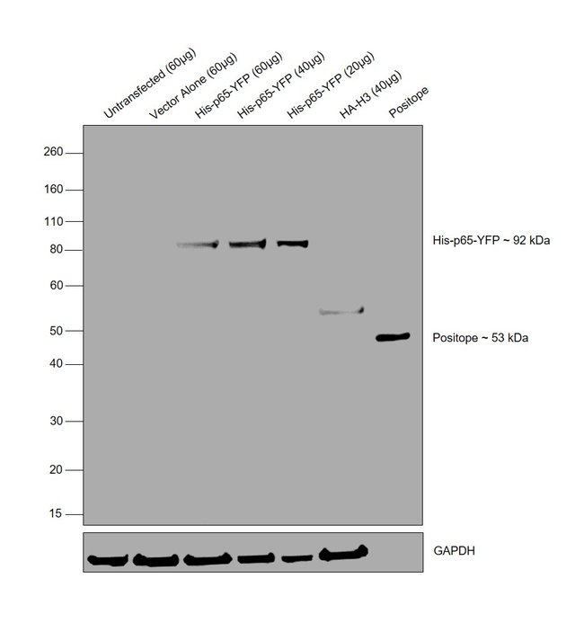 6x-His Tag Monoclonal Antibody (HIS.H8), Biotin