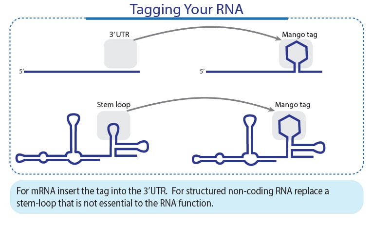 标记您的 RNA