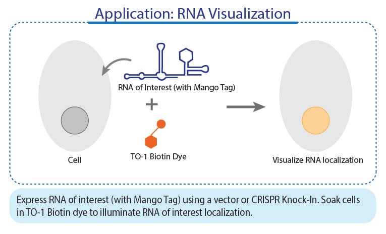 应用：RNA 可视化