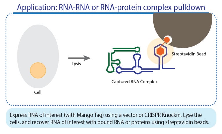 p应用：RNA-RNA 或 RNA-蛋白质复合物 pulldown