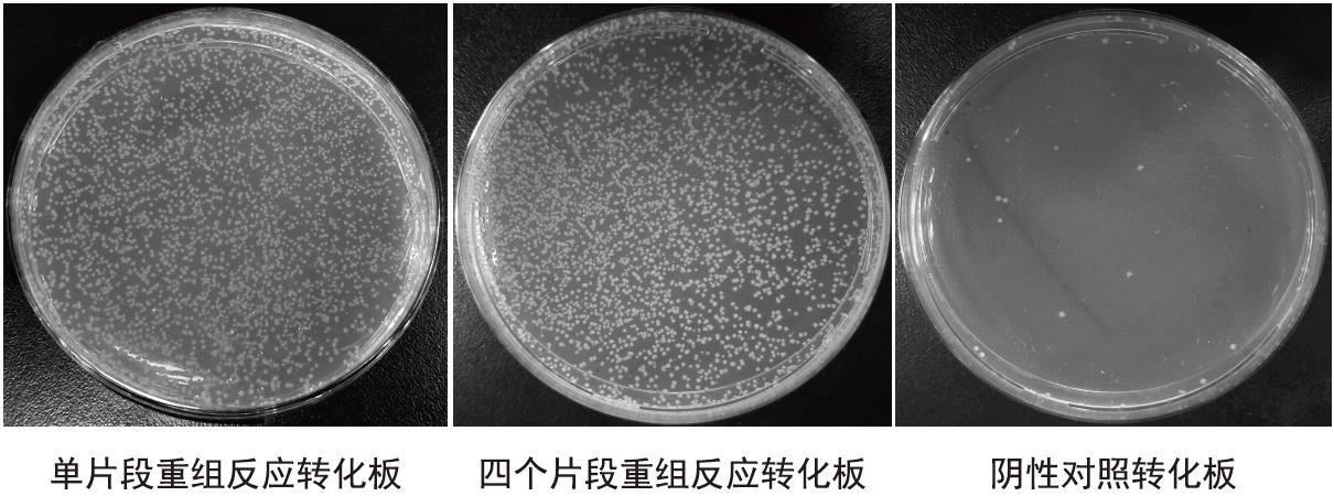 南京诺唯赞生物科技股份有限公司